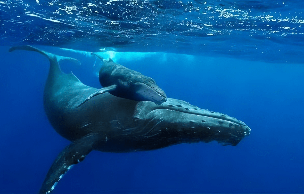 深海中罕见的鲸落现象,让人类为之震撼,背后真相却令人叹息