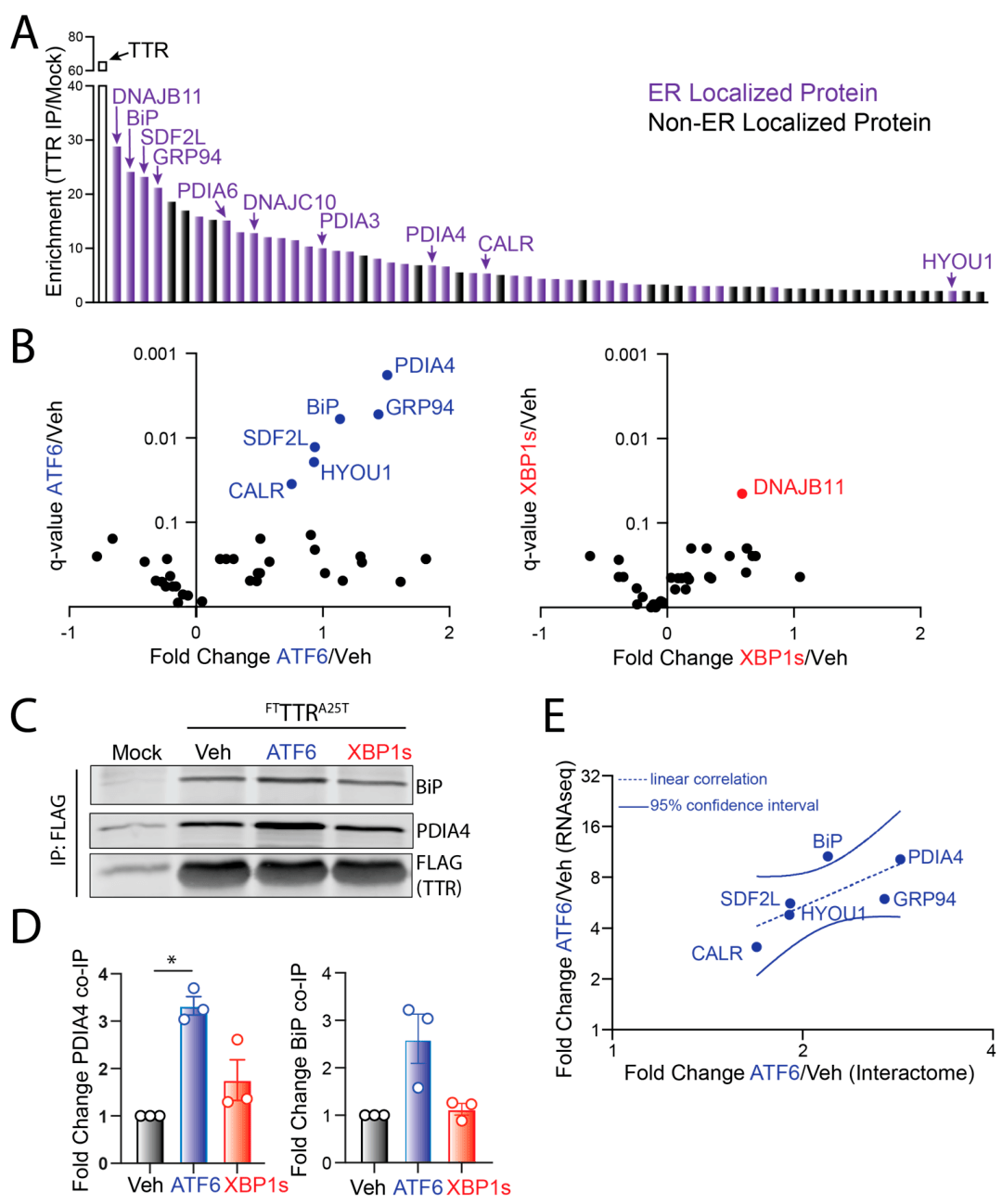 atf6 激活减少淀粉样蛋白原性转甲状腺素分泌_细胞_蛋白质_影响