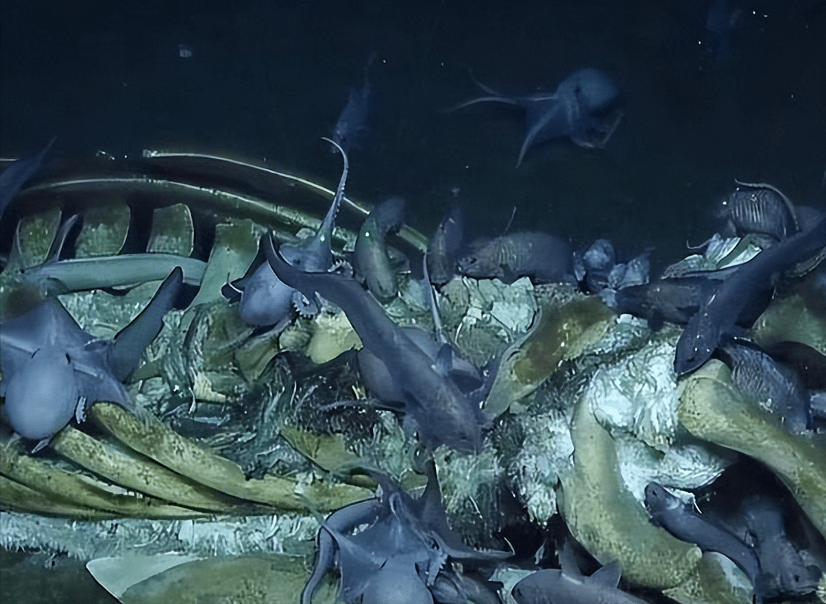 深海中罕见的鲸落现象,让人类为之震撼,背后真相却令人叹息_鲸鱼_生物