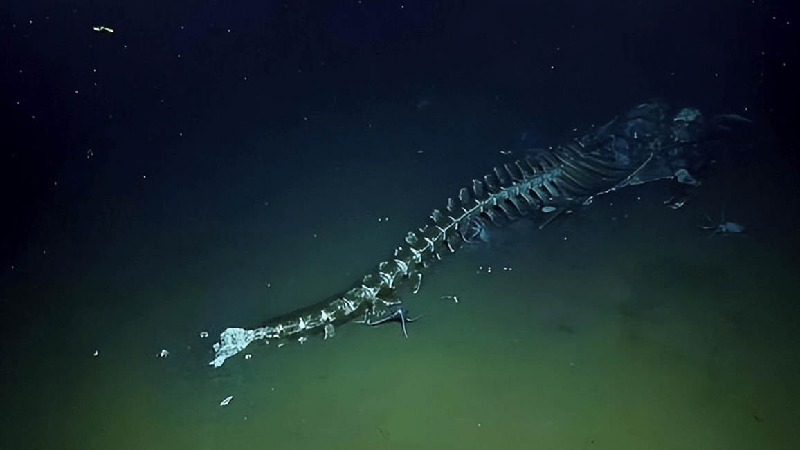 深海中罕见的鲸落现象,让人类为之震撼,背后真相却令人叹息_鲸鱼_生物