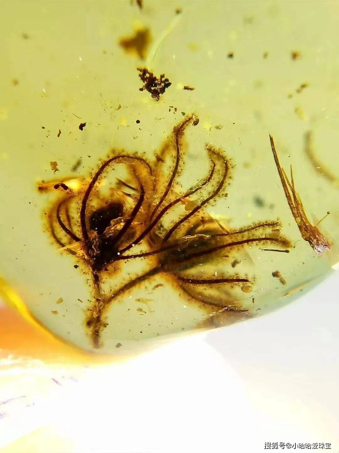 在科学家眼中,琥珀代表的却是一个神秘的远古世界_包裹_研究_动物