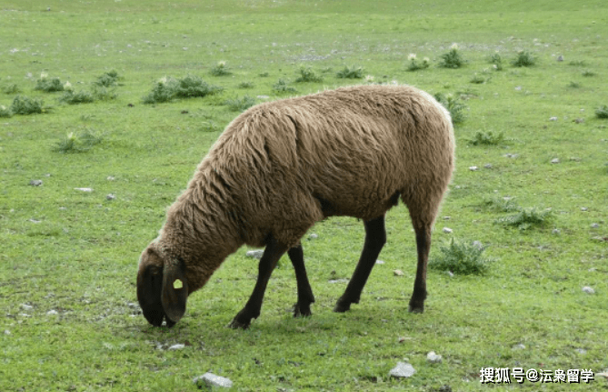 新西兰水果特产_新西兰气候介绍_新西兰海鲜美食