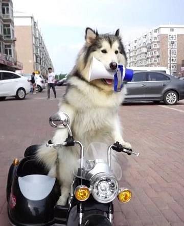 铲屎官骑摩托外出,哈士奇坐在后面,并且还带着头盔和墨镜_主人_城市