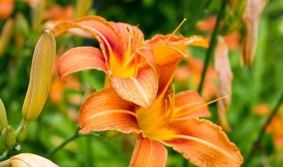 这首诗以燕子哺育幼鸟为题来写