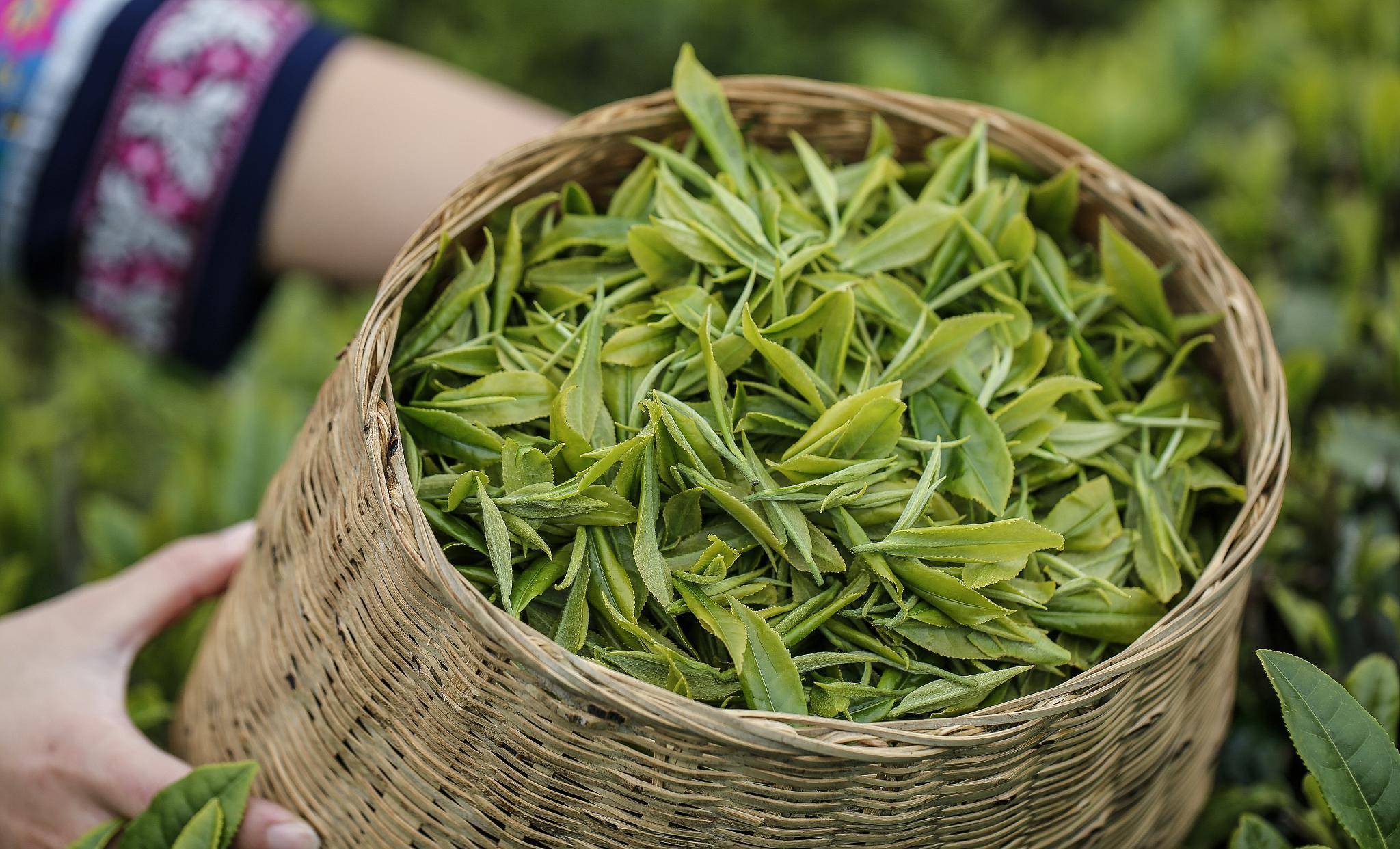 天台山云雾茶的价格表图片