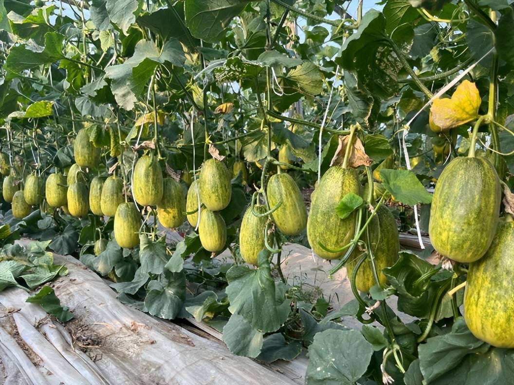 岛本酵素亮相昌乐西瓜节,助力西甜瓜品质化发展_农产品_农业_技术