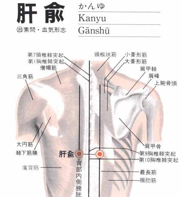 肝俞穴