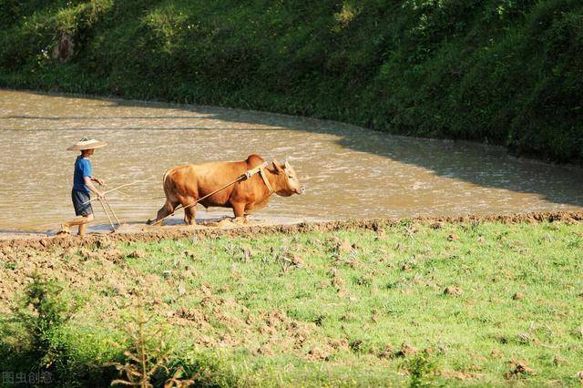 俗话说"只有累死的牛,没有耕坏的田",老辈人的智慧之谈_动物_愿望