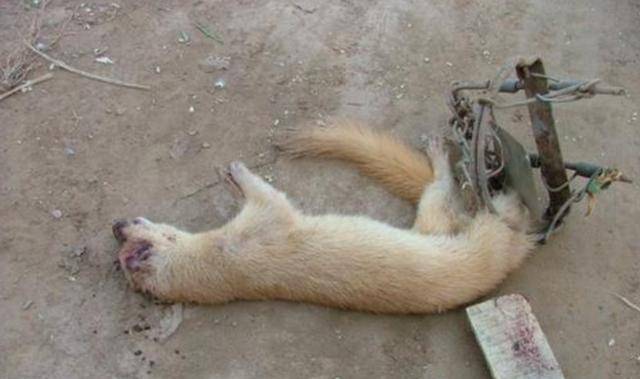 为何老一辈说黄鼠狼不能杀?