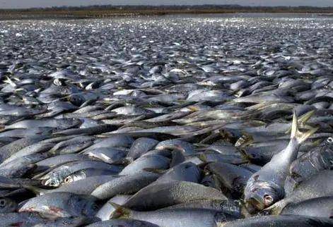 韩国5天5次声称福岛核废水可以饮用,真的是这样吗?