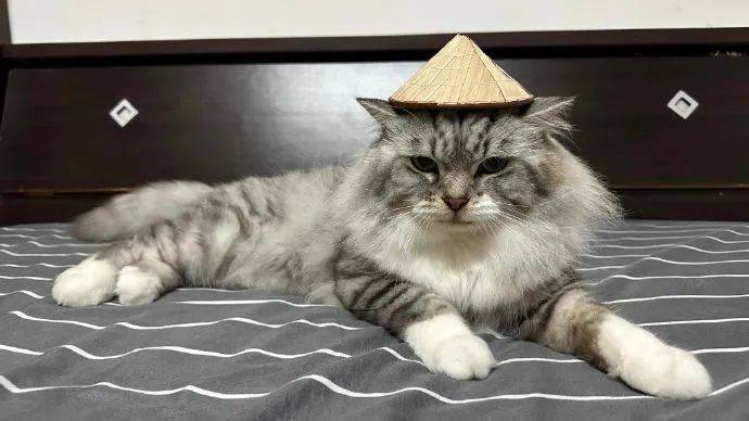 随手买了一个小斗笠给猫戴上后,越看越眼熟.这是鳌.鳌拜?