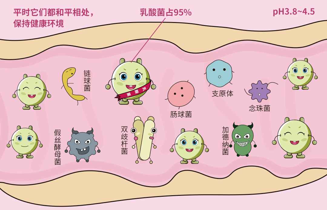 乳酸菌_外阴_患者