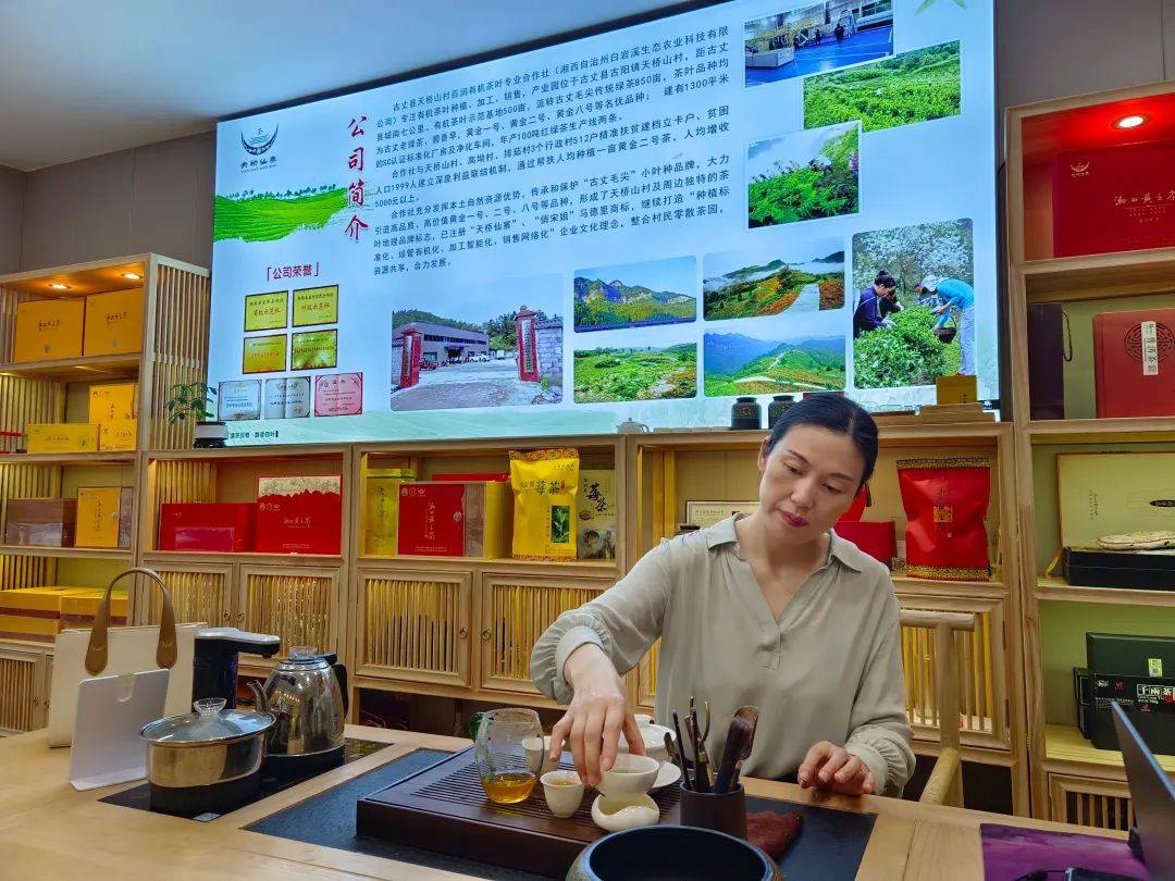 揭秘湘西“茶王”——古丈县天桥山村百润有机茶叶专业合作社-湖南古丈茶业有限公司