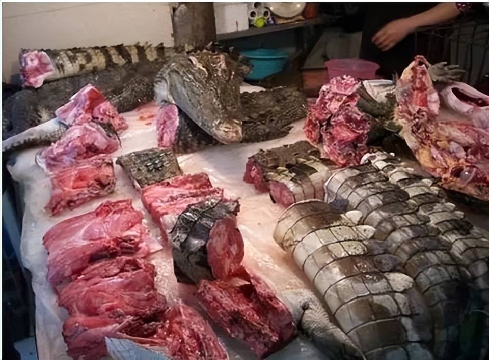 理论上来说恐龙肉应该非常好吃,红烧恐龙肉一定是名菜_进化_动物_方向