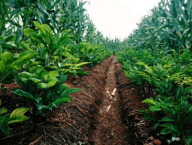 魔太太魔芋制品:品味安康魔芋的魅力_品质_口感_生产的