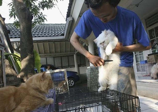 他因受不了猫这4个缺点，养了三个月后，他选择了抛弃