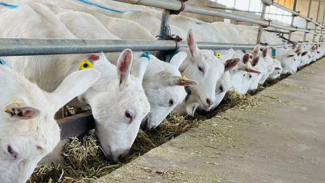 产业_富平县_奶山羊