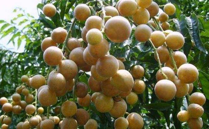 在那边就发现了一种非常罕见的野果,听当地人说它的名字叫做达林果