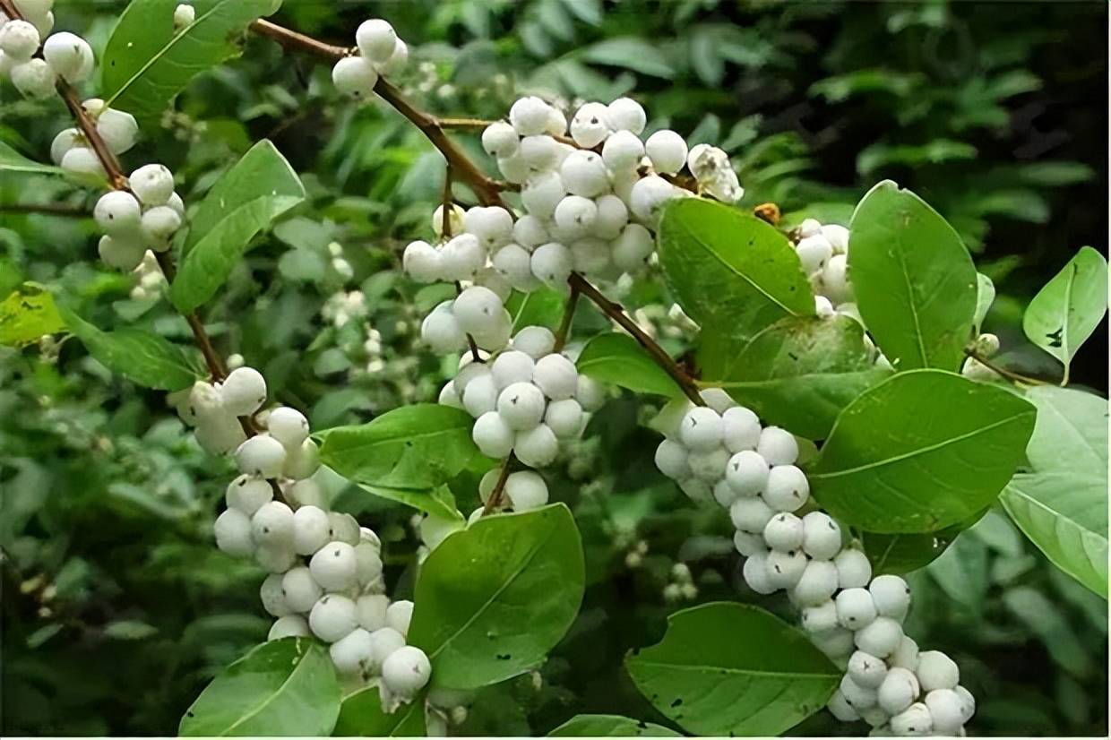 想不到,曾经不起眼的杂树,如今被认定有一定的药用价值_白饭_果实