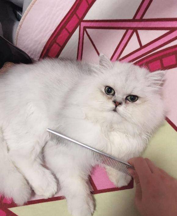 金吉拉泪痕怎么去除?_眼眶_眼睛_药物