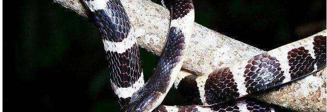 研究者从银环蛇的蛇毒中分离出了两种有效成分,分别是α-银环蛇毒素与