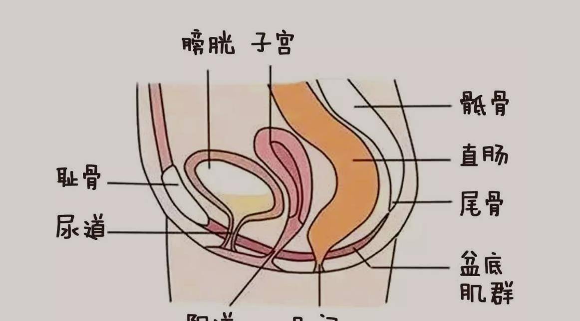 女性分泌物图片 尿道图片