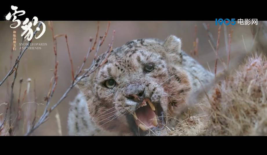 《雪豹和她的朋友们》首曝预告及海报 朱亚文配音_青藏高原_雪山_动物