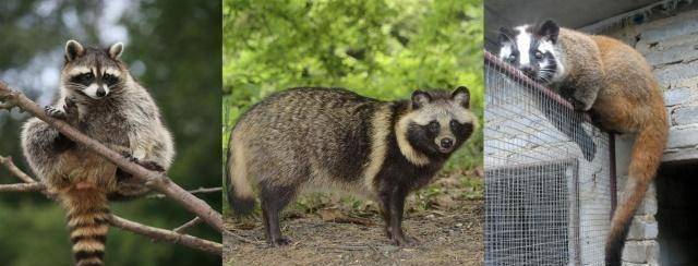 顺便给大家普及一下貉,果子狸,浣熊这三种动物的区分方法,尾巴跟棒子