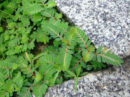 农村有种草叫"牙疼草",生在农村形似含羞草,如今市场很值钱_叶下珠