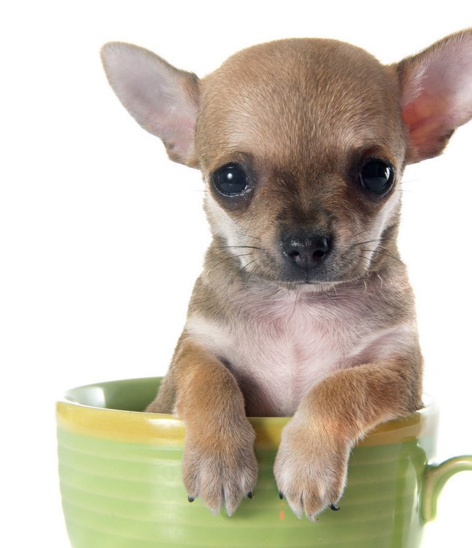 茶杯犬能活多久背后图片