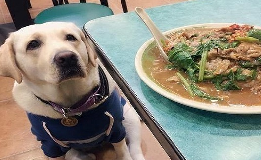 虽然狗有可怜的表情,淡你不能太软,你的心太软就会伤害他们