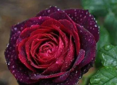 玫瑰花象征爱情,开花艳丽,它适合放在室内吗?_养护_花朵_进行