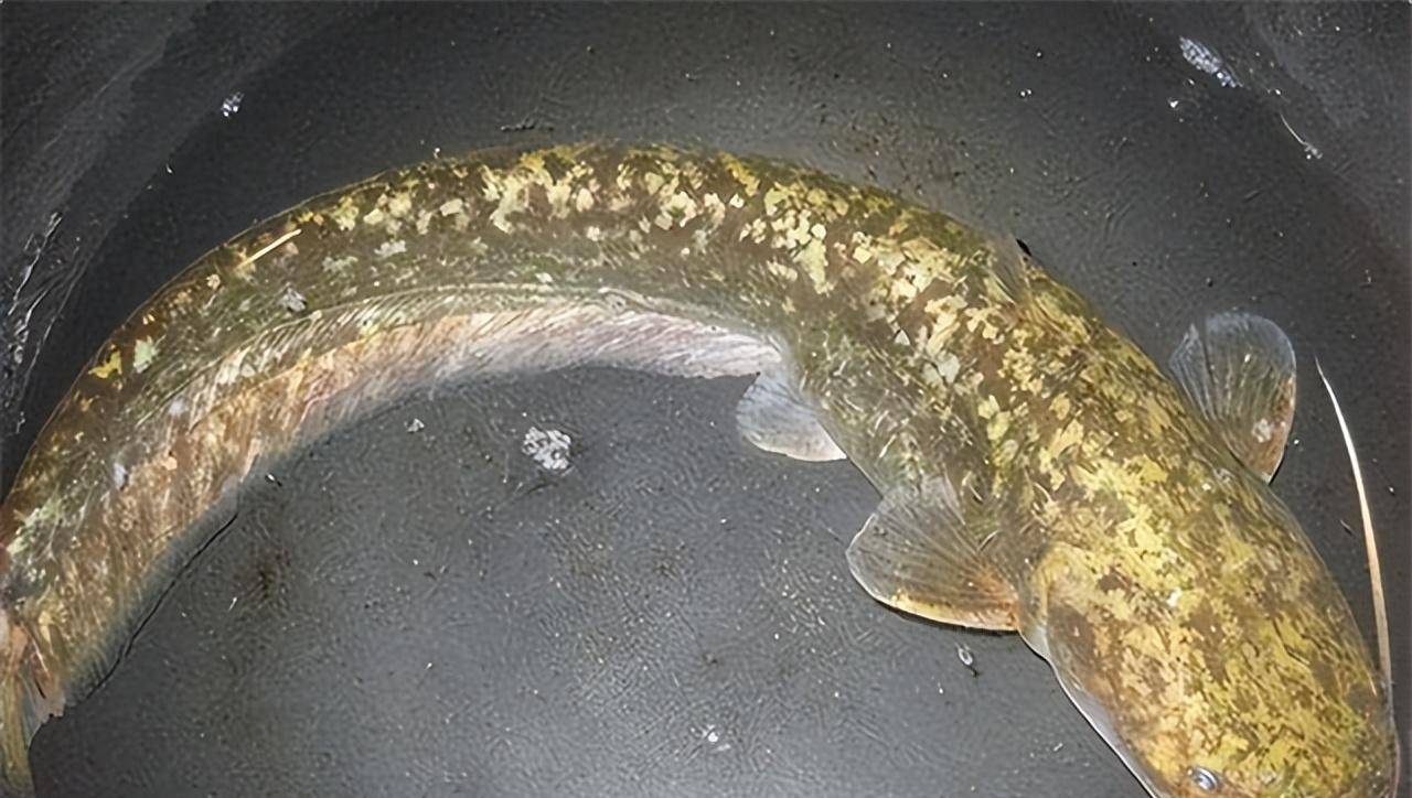 2008年他花20万元买了一条鲶鱼,别人说他傻,3年后他却赚了1个亿