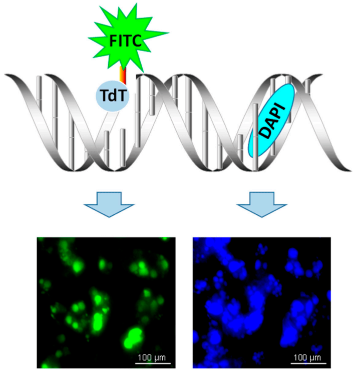 将脱氧核糖核苷酸和荧光素,过氧化物酶,碱性磷酸
