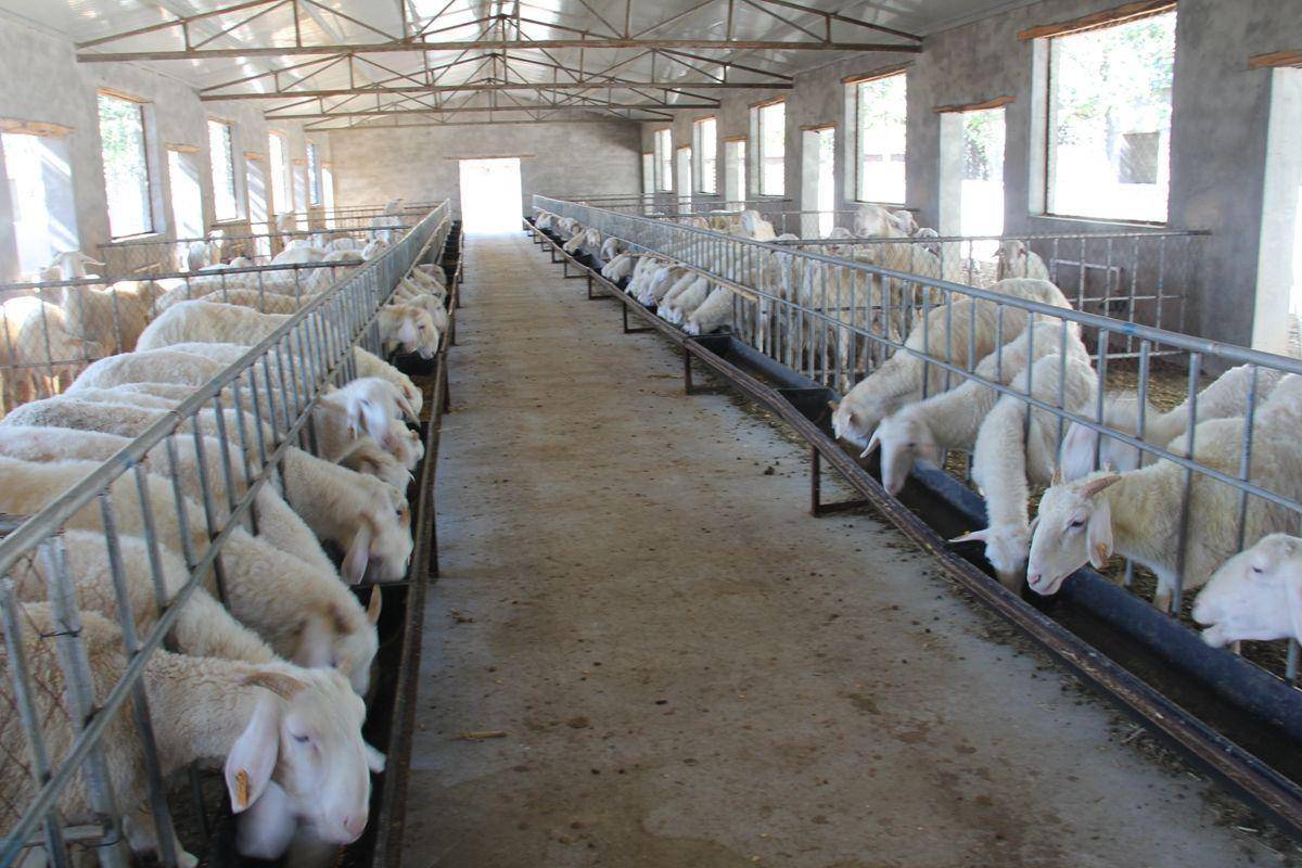 羊胀气怎么急救?养殖经验告诉你_针头_饲料_疾病