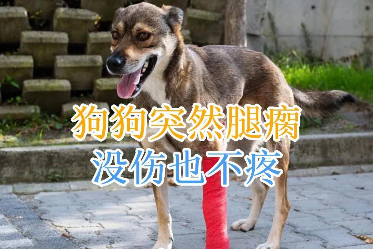 狗狗突然腿瘸没伤也不疼