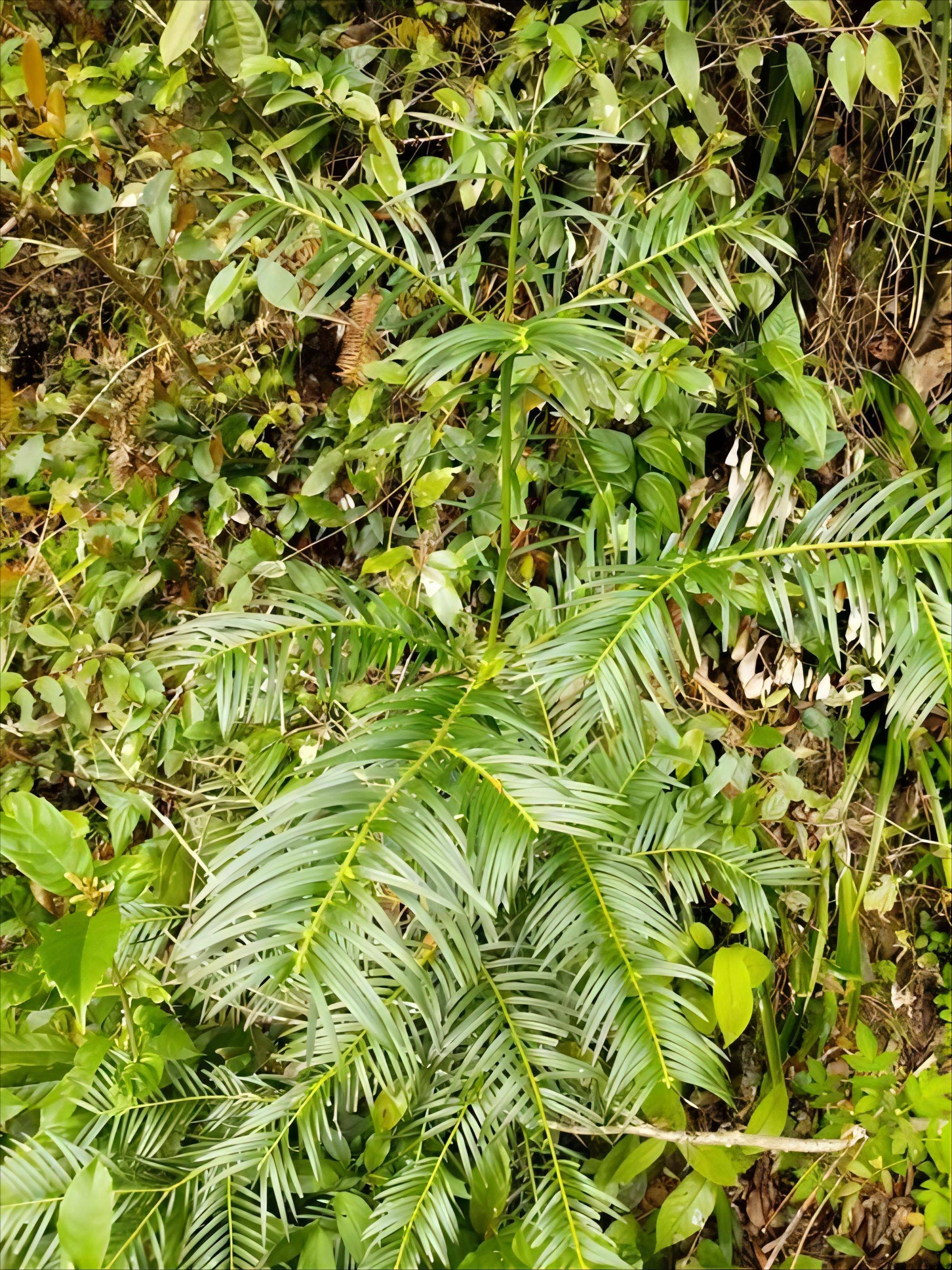多种用途的重要野生经济植物——植物非试管高效快繁三尖杉