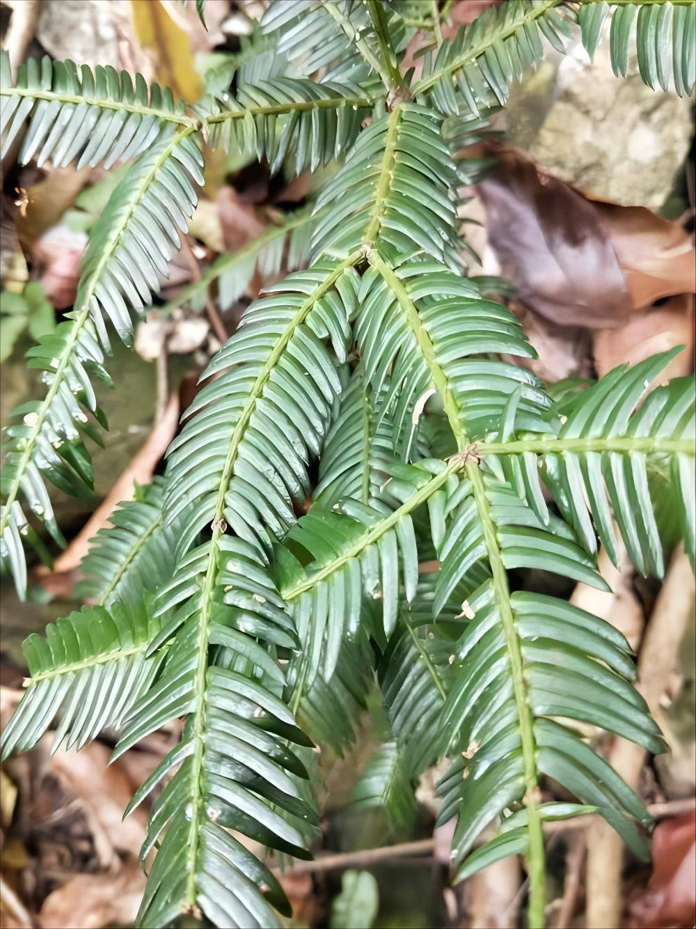 野生保护植物——植物非试管高效快繁篦子三尖杉