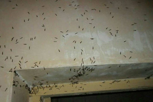 又是白蚁分飞季,大家需警惕白蚁入侵!