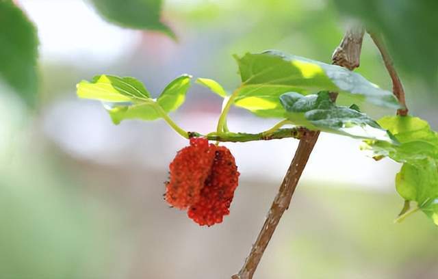 十首桑葚的诗词,黄栗留鸣桑葚美,紫樱桃熟麦风凉._清代_食用_桑椹子