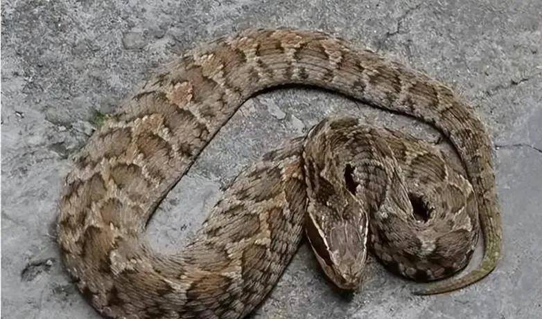 广西农村常见的蛇图片