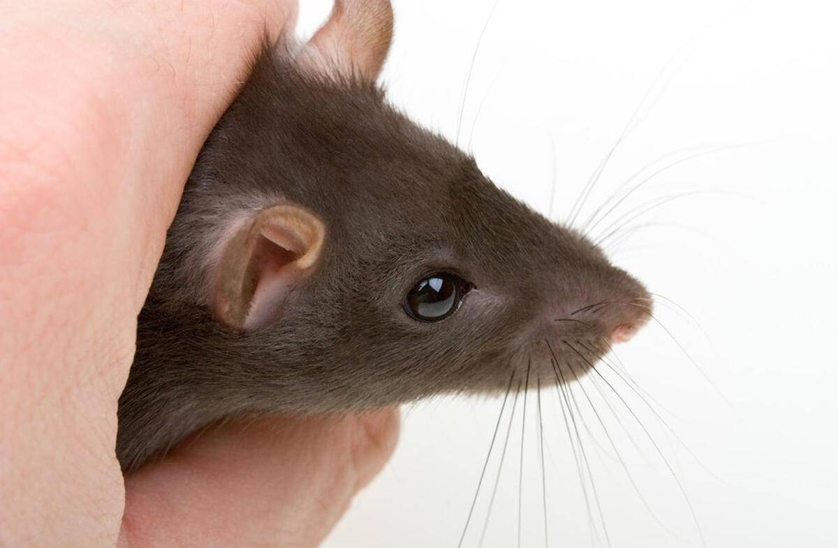 是老鼠头还是鸭脖?多方回应食堂饭菜中吃出的异物!_事件_信息_传播