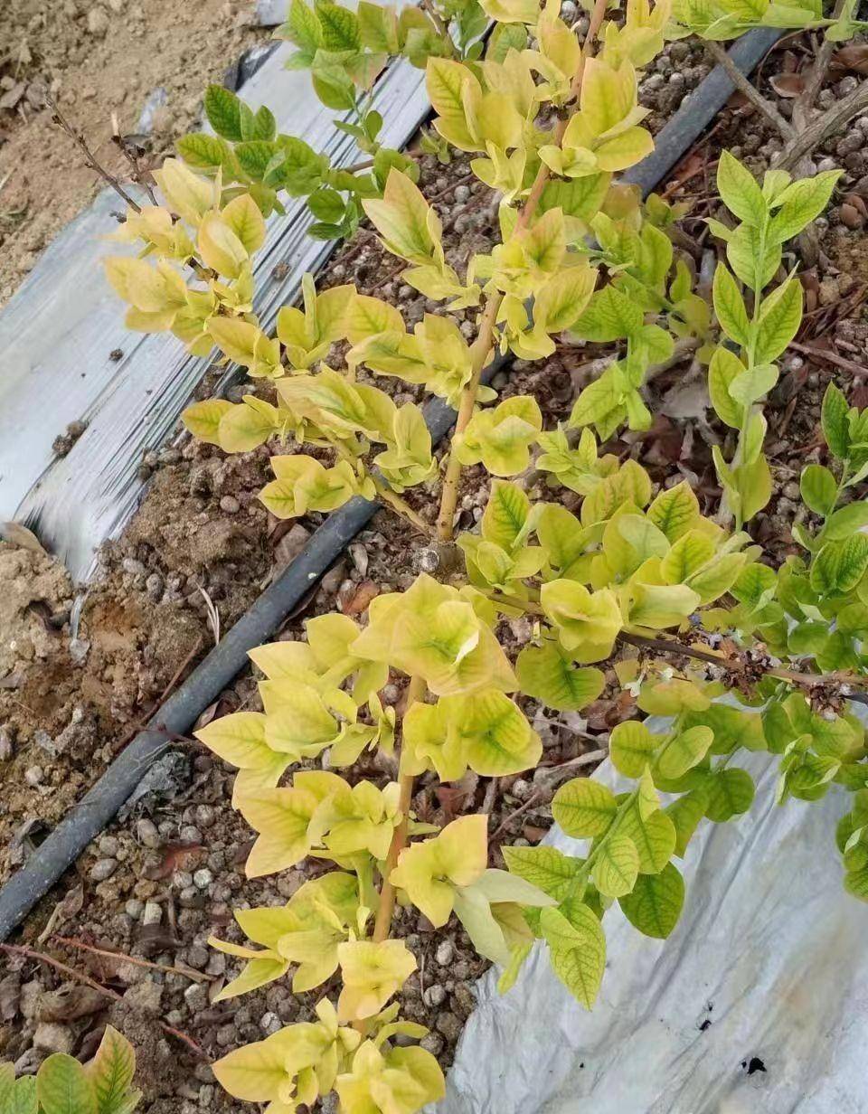 蓝莓补铁治黄叶没效果?