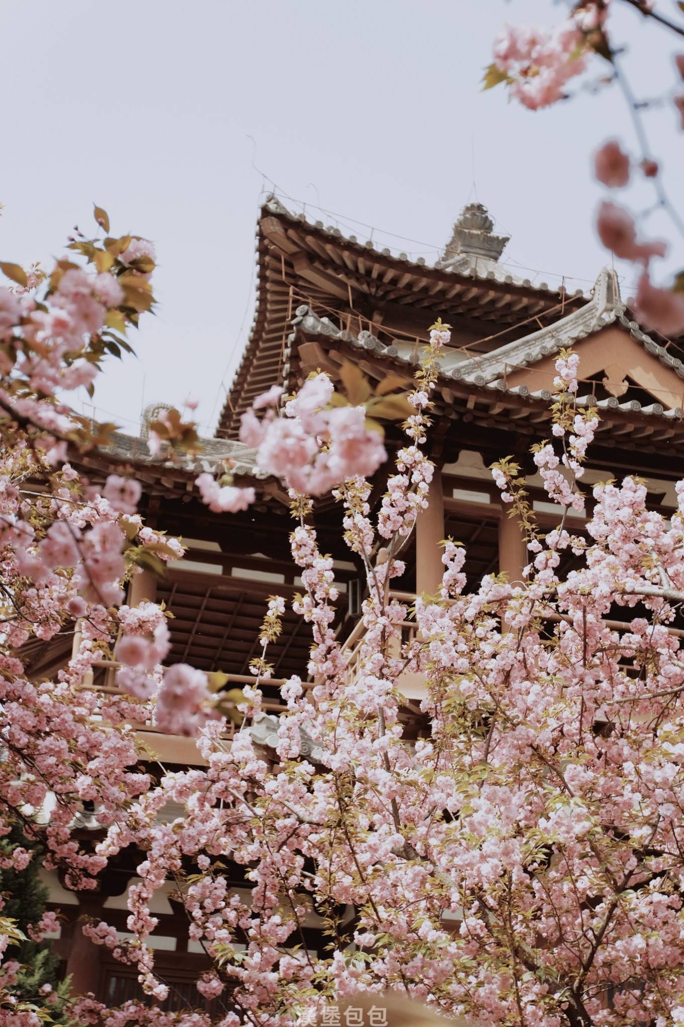 傅祖裕飞驰人生 青龙寺内樱花_日本_西安_花瓣