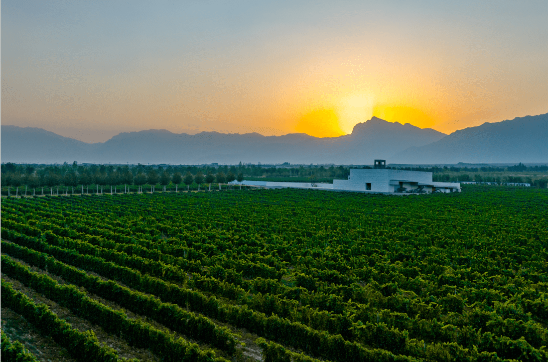 文化旅游 | 贺兰山东麓:开拓中国葡萄酒产业的"经验法则"!