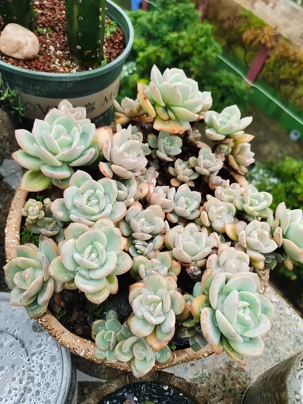 养多肉8年,每年都能安全度夏的6个品种,皮实好养状态美