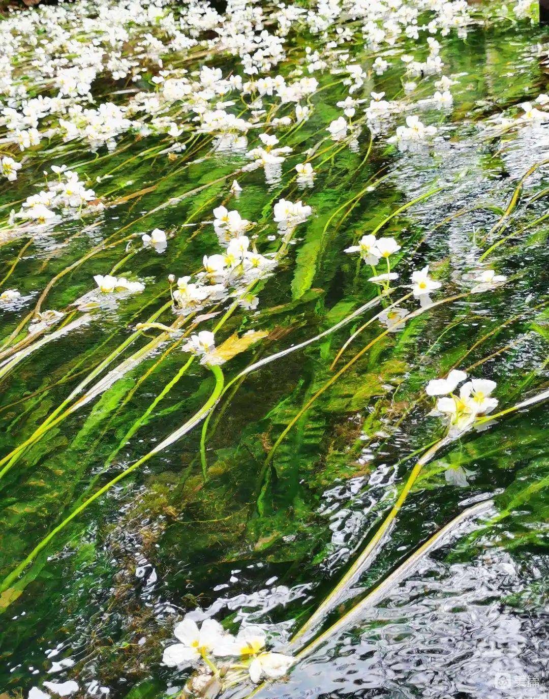 薄荷炸排骨,水性杨花汤等美食~去泸沽湖听摩梭族大哥讲讲女儿国的故事