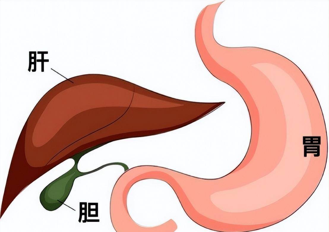 ①东京指南2018版(tg18)分级ii/iii 即结石性ac,伴有不能耐受全身麻醉