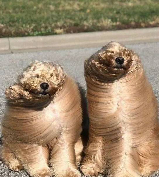 神抓拍!动物的搞笑瞬间,哈哈哈哈哈哈哈太好笑了_os_什么_泥巴