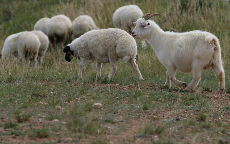 羊虱病得了会怎么样?羊有虱子的症状是什么样?本文为你讲解!